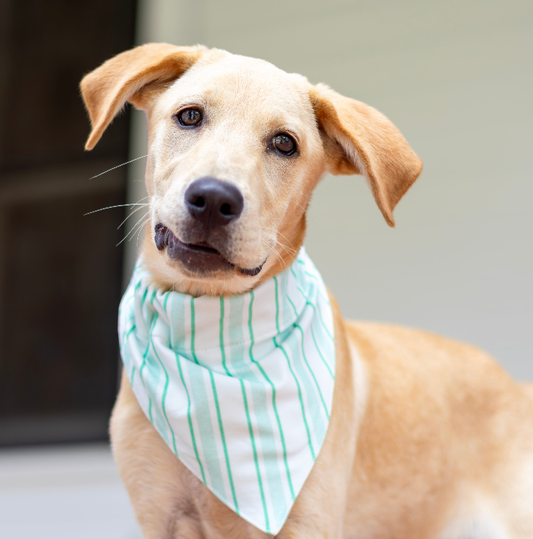 Pet Bandana Green Stripe