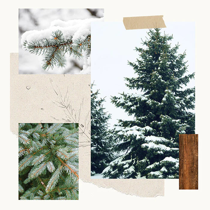 Frasier Fir Hand Wash