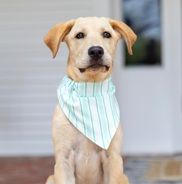 Pet Bandana Green Stripe