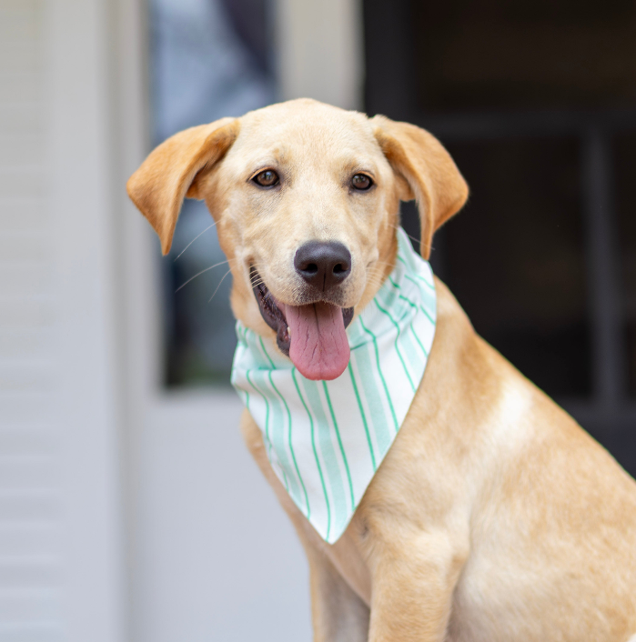 Pet Bandana Green Stripe